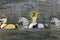 Miniature painting of Maharana Fateh Singhji on horse crossing river in flood