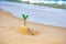 Miniature palm and tiny toy island in the sand