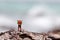 Miniature people: backpacker celebrating success standing on top