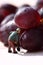 Miniature people picking red grapes D