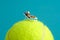 Miniature people toy figure photography. Girl relaxing seat at beach chair while reading book above tennis ball