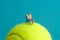 Miniature people toy figure photography. Travel destination concept, Men relaxing at beach chair above tennis ball, isolated on