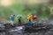 Miniature people : traveler walking on the roads are cluttered with grass. Used to travel to destinations on travel business