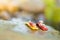 Miniature people: Women lie on the rocks beside the river. Using as travel businees concept.