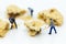 Miniature people : Workers was crushed cookies. Image use for bakery business concept