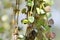 Miniature Peperomia or Pilea depressa, climber plant