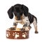 Miniature piebald dachshund with a food bowl