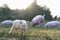 miniature pig in farm