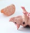 Miniature Pig with a slice of saussage