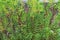 Miniature pine tree, Crassula tetragona, succulent plant with woody stem, Australia