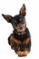 Miniature pinscher