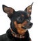 Miniature pinscher