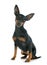 Miniature pinscher