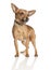 Miniature Pinscher (5 years old)