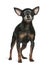 Miniature Pinscher, 7 years old, standing