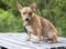 Miniature Pinscher Chihuahua mixed breed dog adoption photo