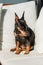 A miniature pinscher dog is sitting in the sun on white pillows. Cute black and tan zwergpinscher sits