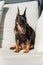 A miniature pinscher dog is sitting in the sun on white pillows. Cute black and tan zwergpinscher sits