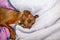 Miniature pinscher dog sleeping on a carpet