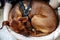 Miniature pinscher dog sleeping in his basket