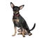 Miniature Pinscher in front of white background