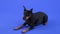 A miniature pinscher lies with its front legs outstretched in front of itself, looks forward and slightly bows its head
