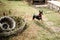 Miniature Pinscher playing in backyard