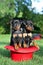 The Miniature Pinscher puppies