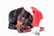 Miniature pinscher puppy in a red santa hat nibbles on a candy cane on a white background