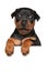 Miniature Pinscher puppy on white banner