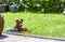 Miniature pinscher resting next to feeding bown on a hot summer day