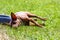 Miniature pinscher resting next to feeding bown on a hot summer day