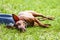 Miniature pinscher resting next to feeding bown on a hot summer day