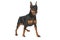 Miniature Pinscher standing on white background