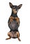 Miniature pinscher in studio