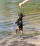 Miniature pinscher, training, games on the river. The dog executes the commands of the owner.