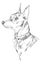 Miniature Pinscher vector hand drawing portrait