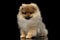 Miniature Pomeranian Spitz puppy on black background