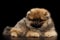 Miniature Pomeranian Spitz puppy on black background