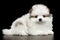 Miniature Pomeranian Spitz puppy on black background