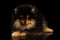 Miniature Pomeranian Spitz puppy on black isolated background