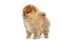 Miniature Pomeranian Spitz puppy on white background