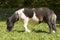 Miniature pony horse