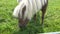 Miniature pony horse eating grass