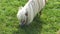 Miniature pony horse eating grass