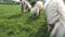 Miniature pony horse eating grass