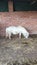 Miniature pony horse eating hay in the stable.