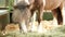 Miniature Pony Horse, razing Grass