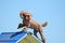 Miniature Poodle at a Dog Agility Trial