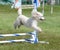 Miniature Poodle at a Dog Agility Trial